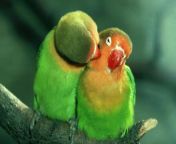 animals birds green love bird parrots 1740516 1920x1200880.jpg from gay loving birds