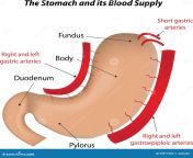 stomach its blood supply arteries 44977302.jpg from blood through belly
