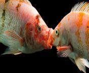 kissingfish banner.jpg from riae and fishball kissing