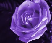 purple rose wallpaper 110913656.jpg from lila