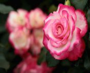 235566 roza kwiat.jpg from roza