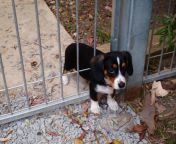 puppy stuck in the fence big.jpg from stuck