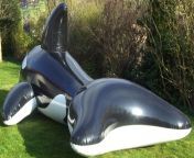iw 5m whale black shiny rear2 800x800.jpg from inflatable 5m whale bounce