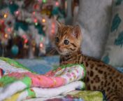 bengal kitten 4.jpg from bengal acts