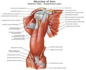 muscles of arm.jpg from 277 the arm jpg