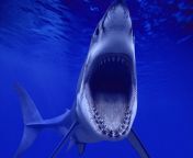 hd great white shark wallpaper.jpg from jig and sarko high qualiww hentai xvideos
