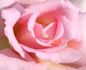 pink rose close up.jpg from closep