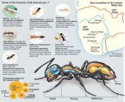 ant graphic.jpg from srilankan ant