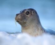 young seal 1280x800.jpg from young open seal of
