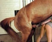 horse porno izleat pornosu 280x216.jpg from kadın at sikiş