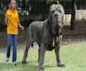 biggest dogs in the world 1 thumb.jpg from biggest