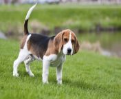 beagle.jpg from beglase