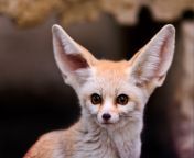211450 fennec animals.jpg from anmal