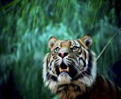 211796 animals nature tiger.jpg from anemal and