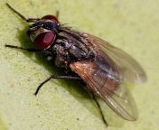 musca domestica photo2.jpg from musca