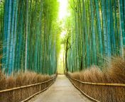 arashiyama forest kyoto japan gettyimages 528314677.jpg from jaoen