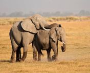 mating african elephants picture id453455685k6m453455685s612x612w0hvhckjvm5egbrolsoodvsemawyd0zc03qk9wfknjebou from elehant sex mom son bathroom