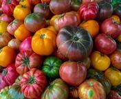 organic heirloom tomato at the jack london square farmers market 20150809 oc lsc 0001 21661742600 scaled 500x397 jpeg from 永登县同城妹妹电话（q522008721约妹网址ym2299 com）白领 学生 bod