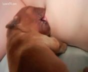 preview mp4.jpg from puppies sucking women breast