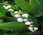 lily of the valley close up longfield gardens.jpg from lily off valley