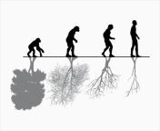 evolution.jpg from human natur