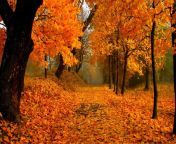 1037302 beautiful fall scenery wallpapers 1920x1200.jpg from scenes