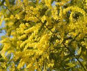 yellow mimosa flower.jpg from momoso