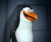 rico the mad penguin rico the penguins of madagascar 25562225 1273 960.jpg from rico
