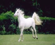 white horse horses 35203707 2996 1960.jpg from horsse