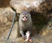 happy otter by bloodstainedkid d90hvrv.jpg from deviant otter