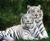 white tiger wallpapers 01.jpg from white tiger