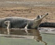 gharial.jpg from with garial