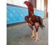 aseel barefoot fighter chicken 500x500.jpg from desi bf hen