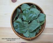 sidr seeds leaves 006.jpg from si dr