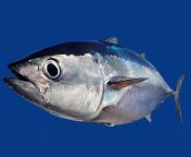 bluefin tuna3.jpg from bulufin nijeria