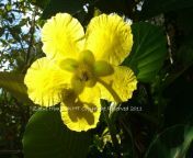 suffruticosa flower1.jpg from simpur