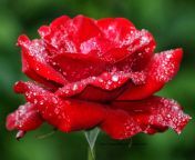 image of flowers red abstract rose hd wallpaper picture of flowers.jpg from phots beautyful roes