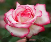the most beautiful roses 28129.jpg from phots beautyful roes