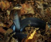 snake palawan equatorial cobra wild naja sumatrana.jpg from belak kobra