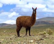 wiki llama.jpg from lamma