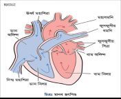structure and function of heart example 1 885x1024.png from কুকুর ও মানুষের যৌন মিলন
