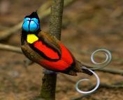 bird of paradise 1.jpg from parasisbirds
