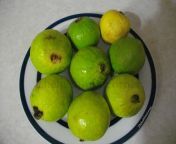 guavas grown in the backyard thnc.jpg from 维加斯国际开户→→yaoji net←←维加斯国际开户 thnc