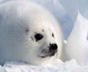 baby harp seal pup closeup face.jpg from focas