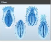 vulvas1 e1309738525651.jpg from different pussy
