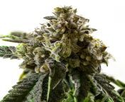 cherry pie cannabis seeds jpgq80canvas width700canvas height700canvas colorffffffw700h700 from ams cherry n