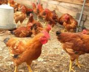 healthy and vaccinated pure sonali hen desi live chicken 730.jpg from sonali bindu and marisa pure