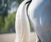 greyhorsetail istock.jpg from stallion fart