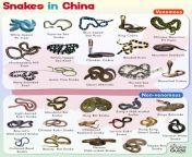 snakes in china.jpg from snakes china hema malini www xxx comic mousumi sabina purnima pop