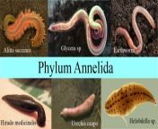 diagram of phylum annelida.jpg from analiud